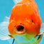 AAA Grade JUMBO Tiger Oranda Female 6-6.5 inches #062025OR_24