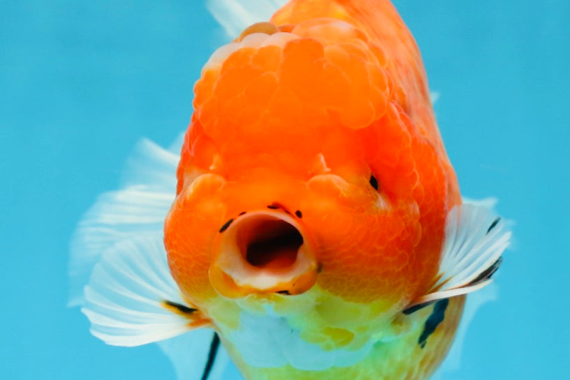 AAA Grade JUMBO Tiger Oranda Female 6-6.5 inches #062025OR_24