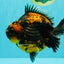 AAA Grade Jumbo Tiger Yuanbao Male 6.5 inches #062626YB_06