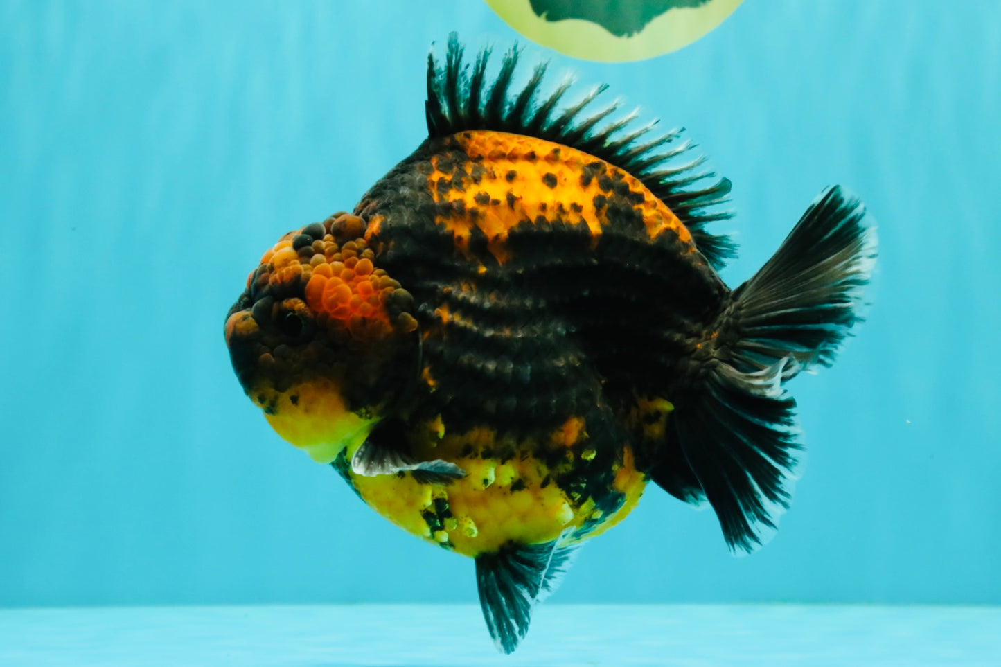 AAA Grade Jumbo Tiger Yuanbao Male 6.5 inches #062626YB_06