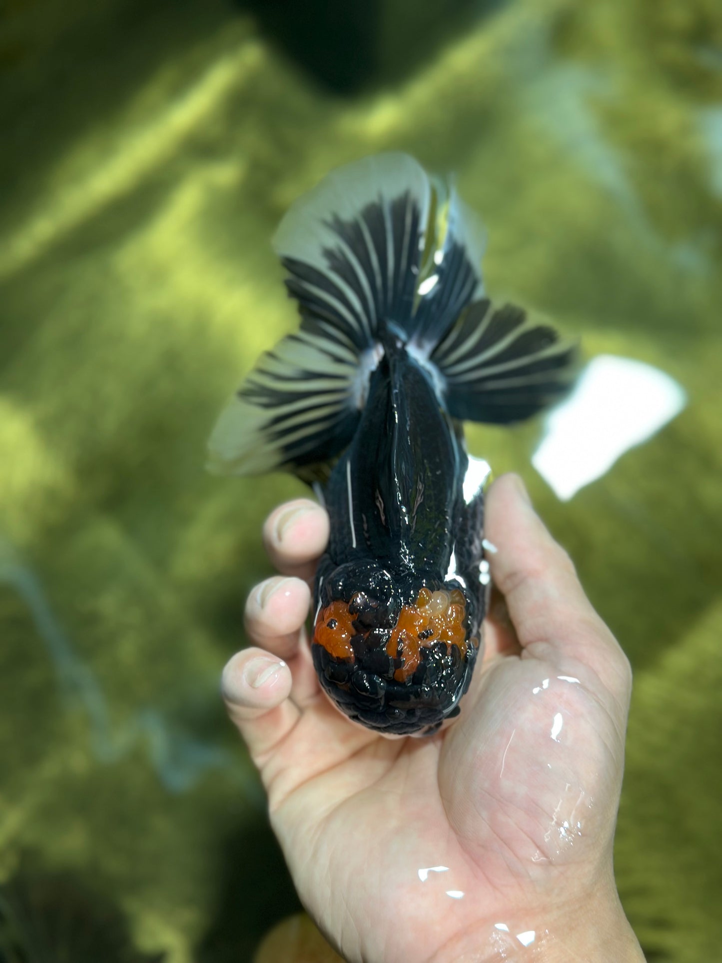 A Grade Tricolor Oranda Male 5.5 inches #120624OR_06