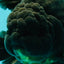AAA Grade Super Godzilla Black Oranda Male 6.5-7 inches #061926OR_01