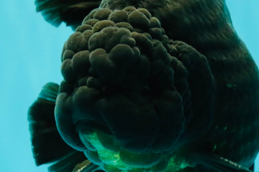 AAA Grade Super Godzilla Black Oranda Male 6.5-7 inches #061926OR_01
