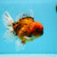 SHOW Grade Tiger Godzilla Oranda Male 6.5 inches #0915OR_14