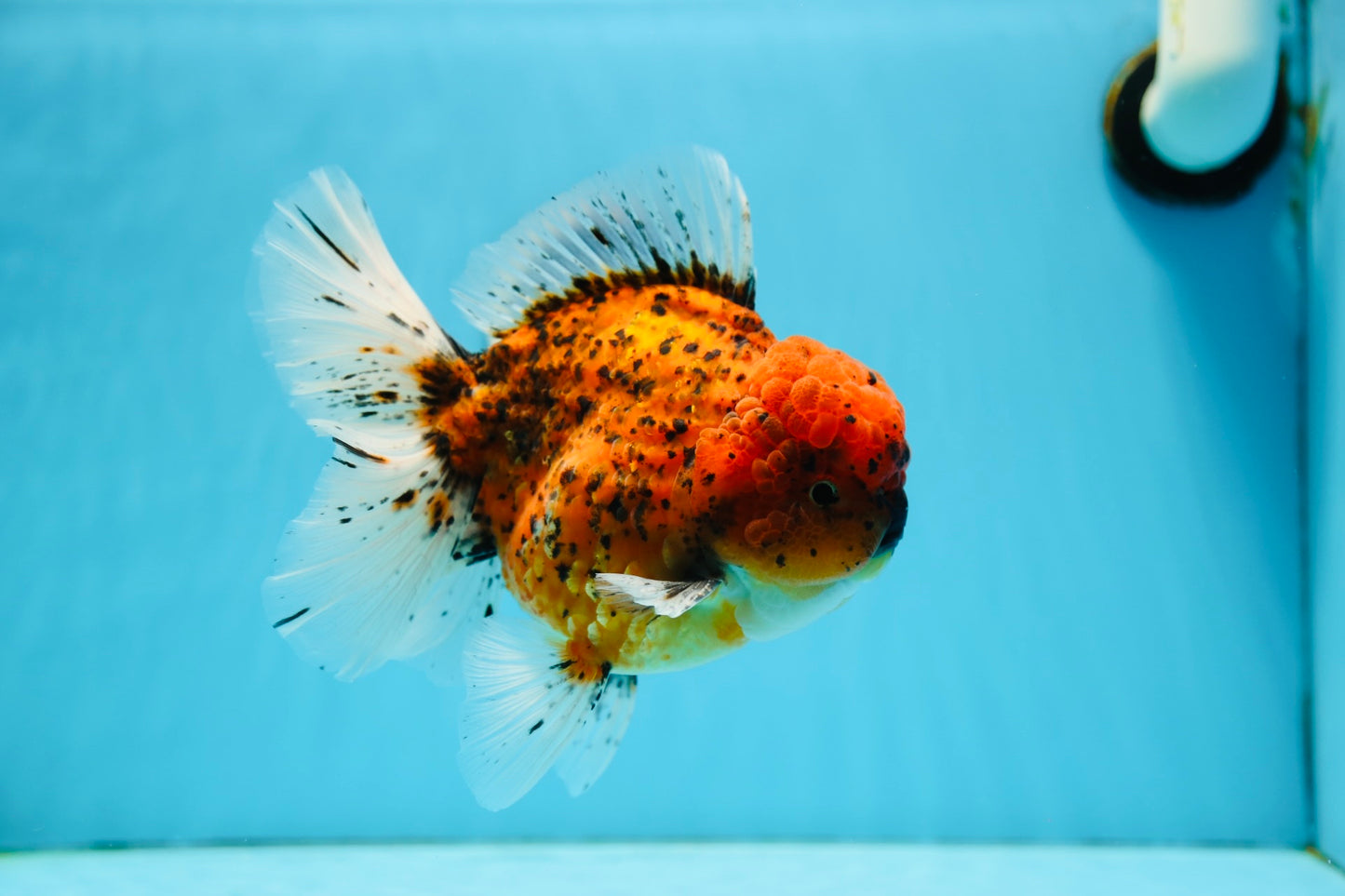 Godzilla Oranda macho de 6,5 pulgadas de grado SHOW #0915OR_14