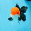 A Grade Tricolor Oranda Male 4.5inches #0920OR_27