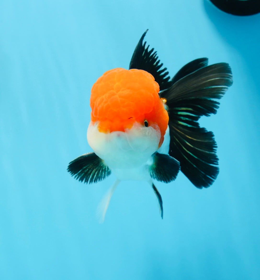 A Grade Tricolor Oranda Male 4.5inches #0920OR_27