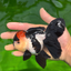 A Grade Batman Tricolor Oranda Female 5  inches #0510OR_13