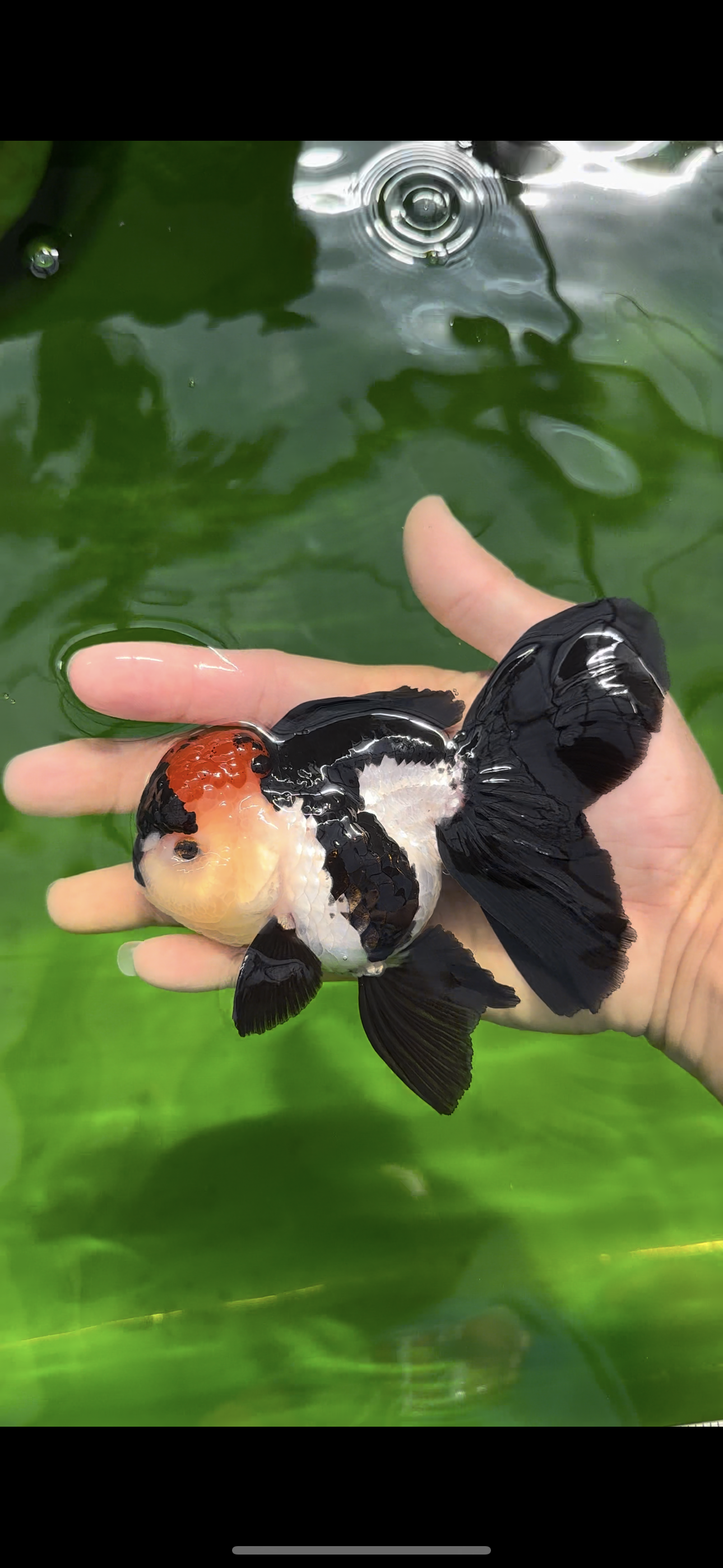 Oranda tricolor Batman de grado A, hembra, 5 pulgadas, n.° 0510OR_13