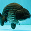 CHUBBY A Grade Blue Ranchu Female 5 inches #080726RC_29