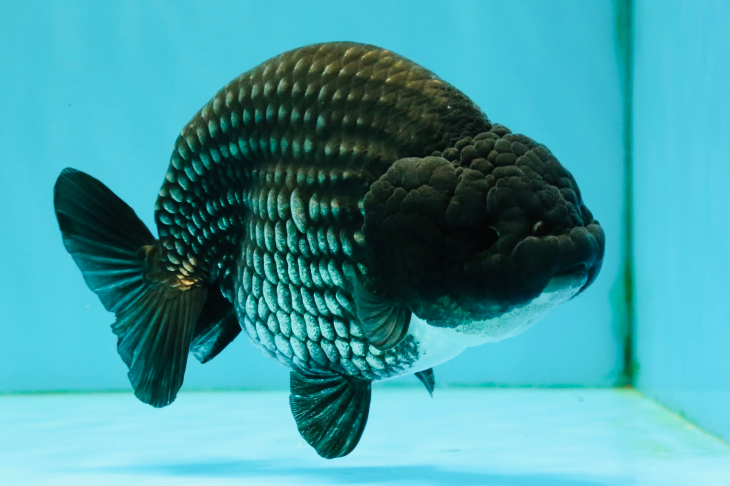 CHUBBY A Grade Blue Ranchu Female 5 inches #080726RC_29