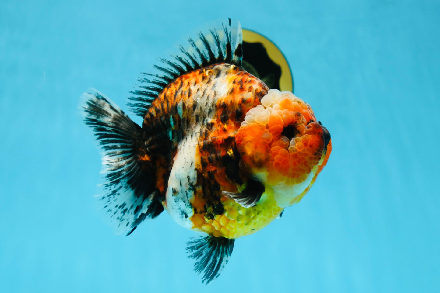 AAA Grade RARE Big Body Godzilla Calico Yuanbao Female 5-5.5 inches #051625YB_13