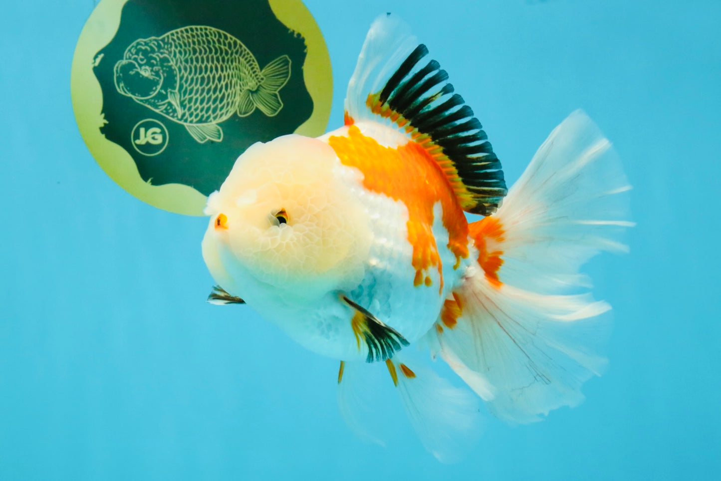 PUPPY A Grade Tricolor Oranda Female 7 inches #040326OR_07