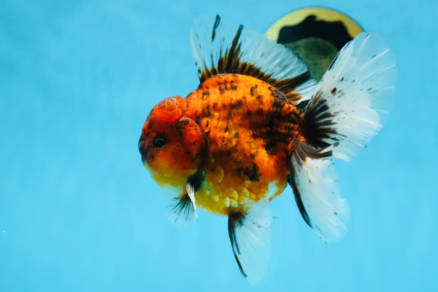 AAA Grade Young Godzilla Tiger Oranda Male 5.5 inches #080825OR_22