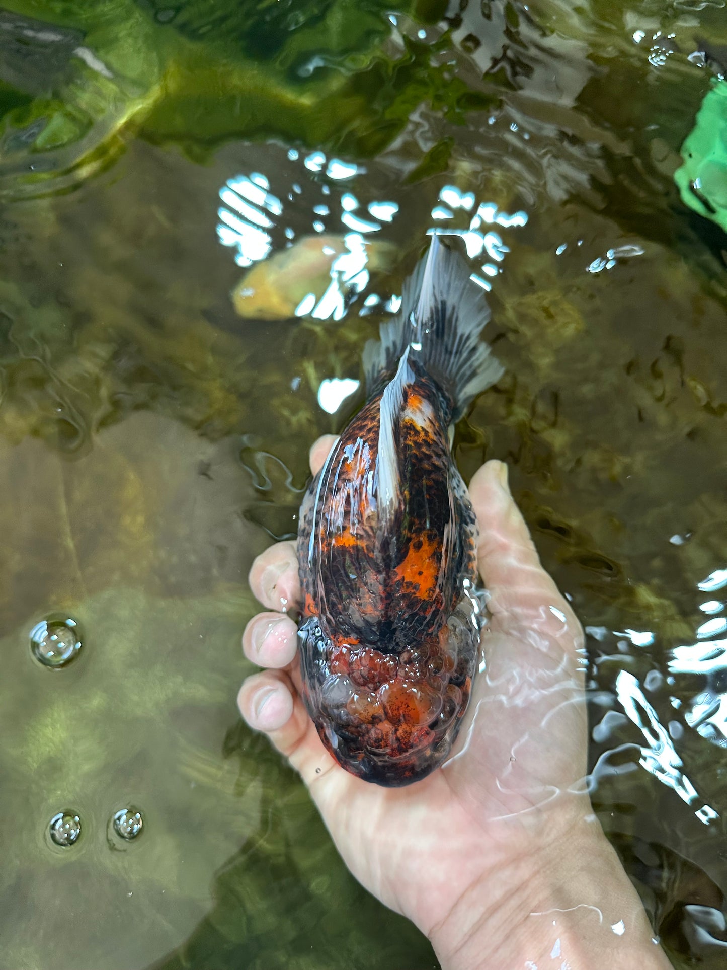 A Grade Godzilla Kirin Yuanbao Female 5.5-6 inches #053025YB_02