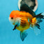 Oranda tricolore mâle de qualité A 4,5 pouces #0908OR_10