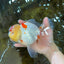 AAA Grade Godzilla Red White Oranda Female 6.5 inches #081525OR_14