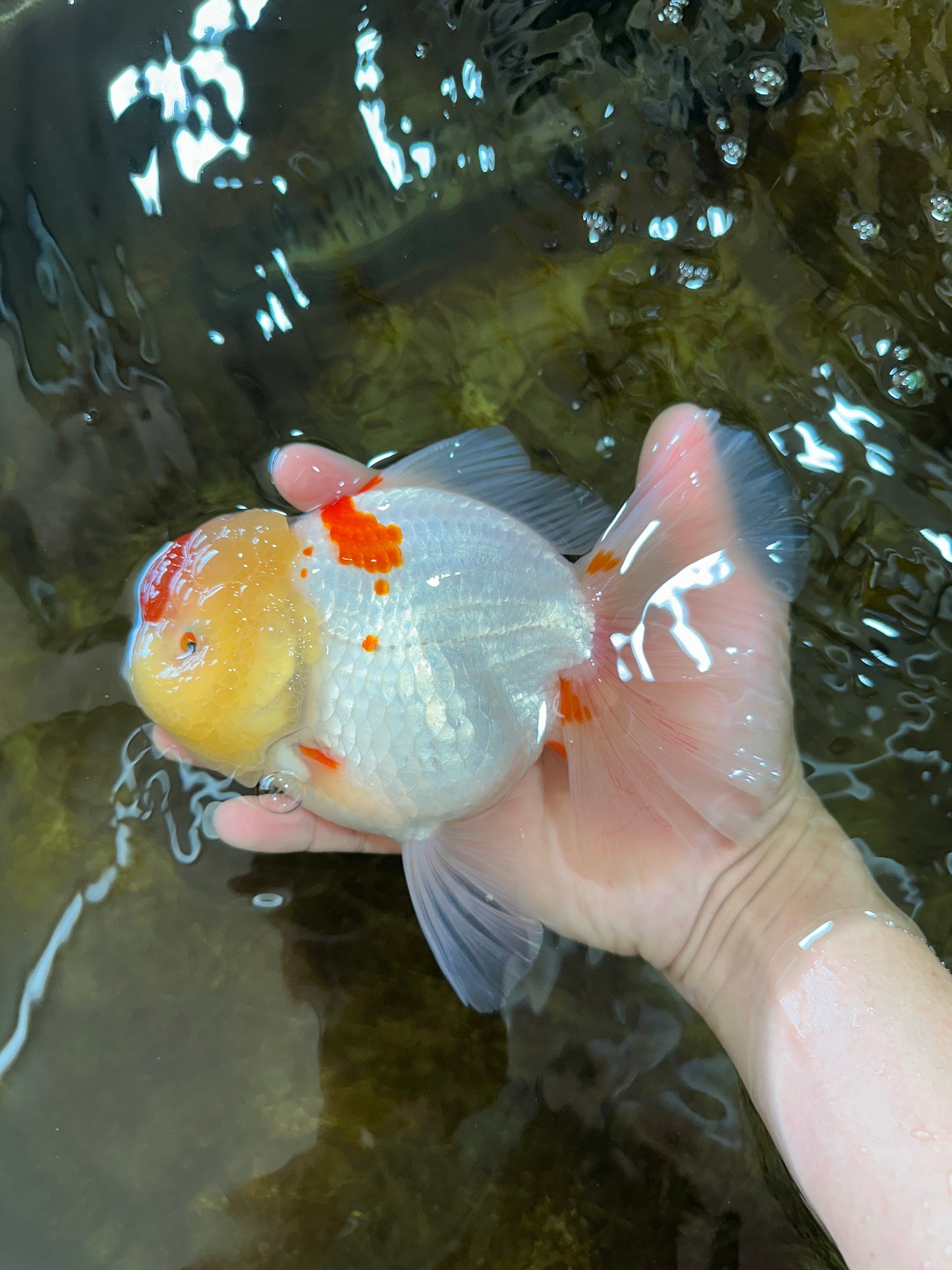 AAA Grade Godzilla Red White Oranda Female 6.5 inches #081525OR_14