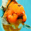 CHONKY AAA Grade Sakura Oranda Female 8.5 inches #071726OR_03