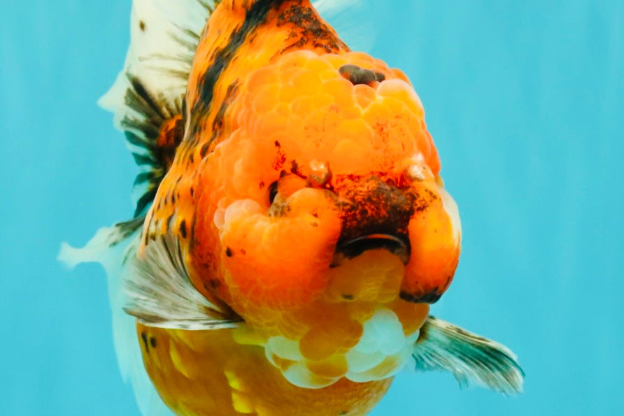 CHONKY AAA Grade Sakura Oranda Female 8.5 inches #071726OR_03