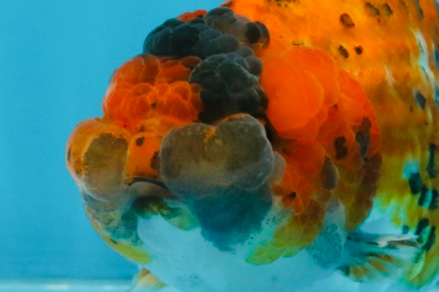 Tiger LionChu Female 5 inches #112825LC_14