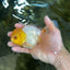 A Grade Lemonhead Oranda Male 5-inches #091225OR_28