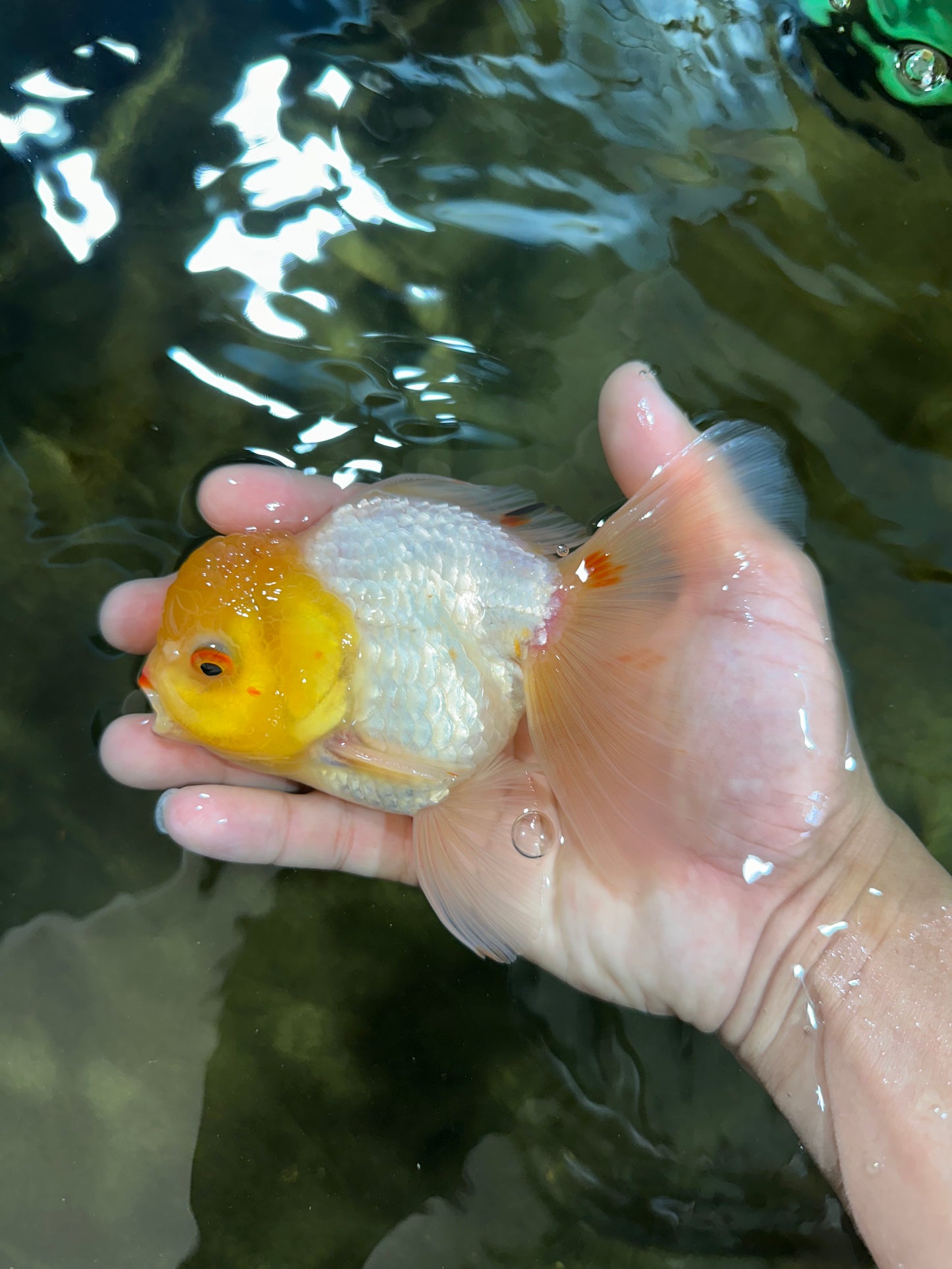 A Grade Lemonhead Oranda Male 5-inches #091225OR_28