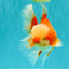 A Grade Red White Oranda Male 6 inches #100926OR_22