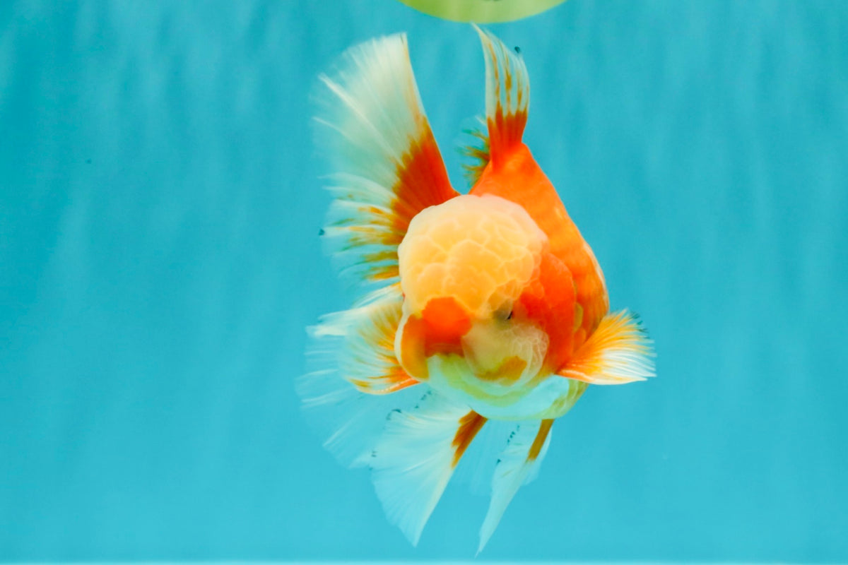 A Grade Red White Oranda Male 6 inches #100926OR_22