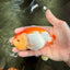 A Grade Red White LionQueen 4.5 inches #082126LC_20