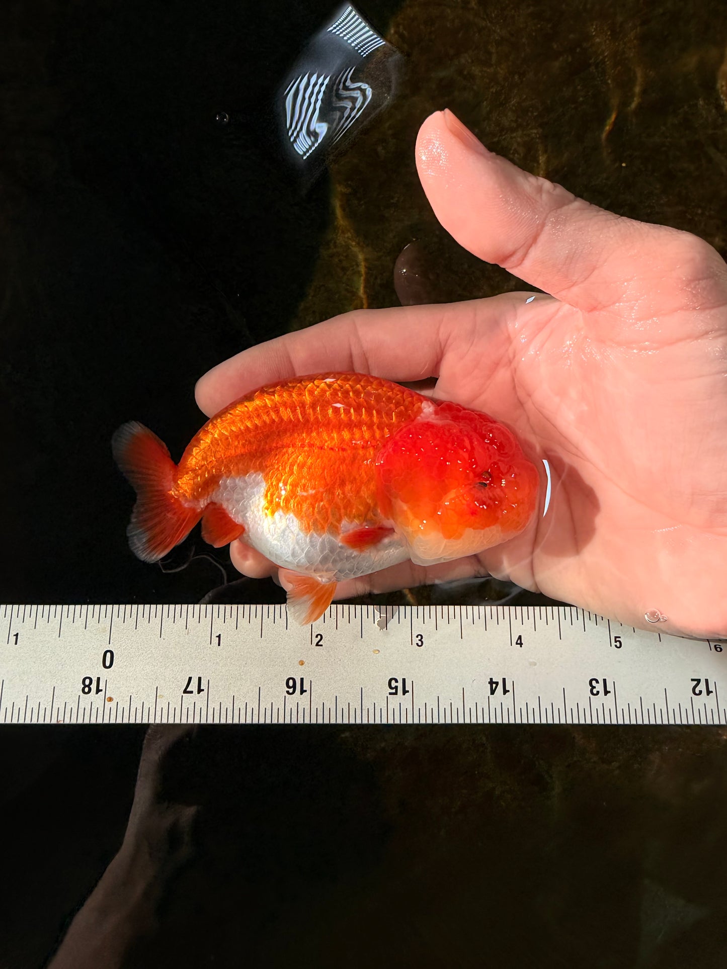 CHUBBY AAA Grade Red Head LionQueen 4-4.5 inches #102425LC_11