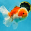AAA Grade Cherry Sakura Oranda Male 5 inches #062725OR_14