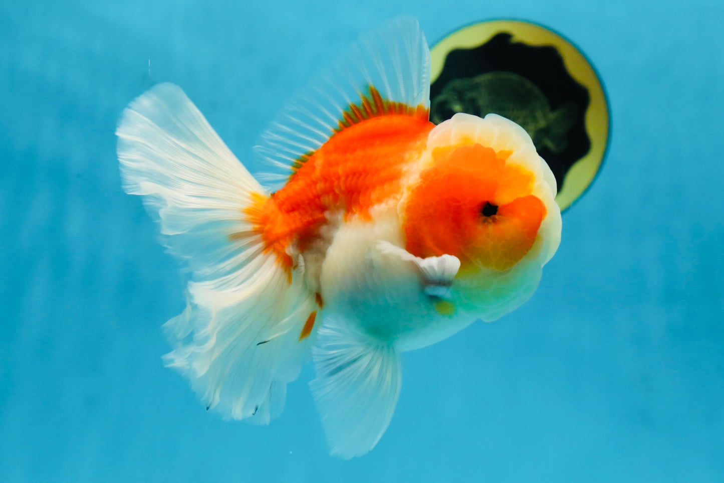 AAA Grade Cherry Sakura Oranda Male 5 inches #062725OR_14