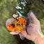 A Grade Tiger Oranda Male 5.5-6 inches #081426OR_04