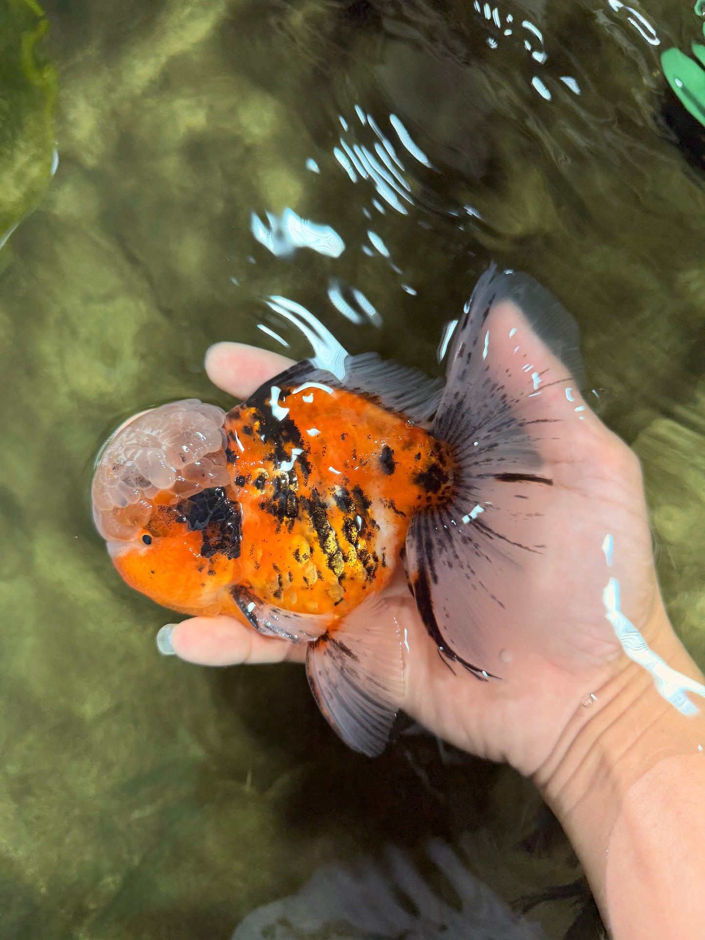 A Grade Tiger Oranda Male 5.5-6 inches #081426OR_04