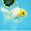 White Oranda Female 5.5 inches #111425OR_14