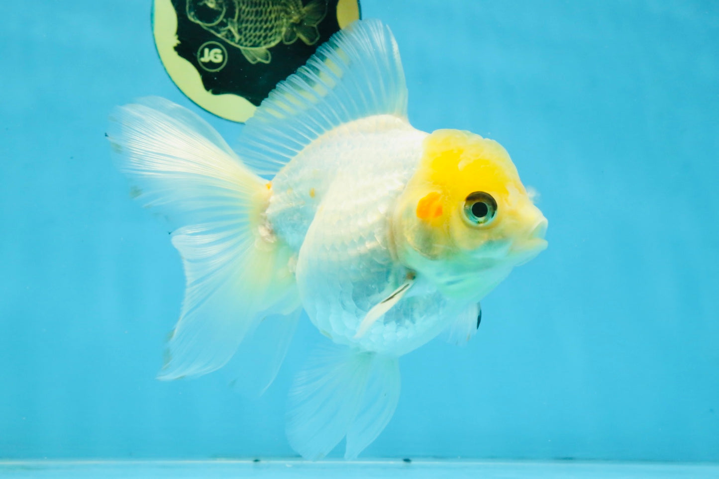 White Oranda Female 5.5 inches #111425OR_14