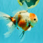 Sanke Oranda Male 5.5 inches #082826OR_04