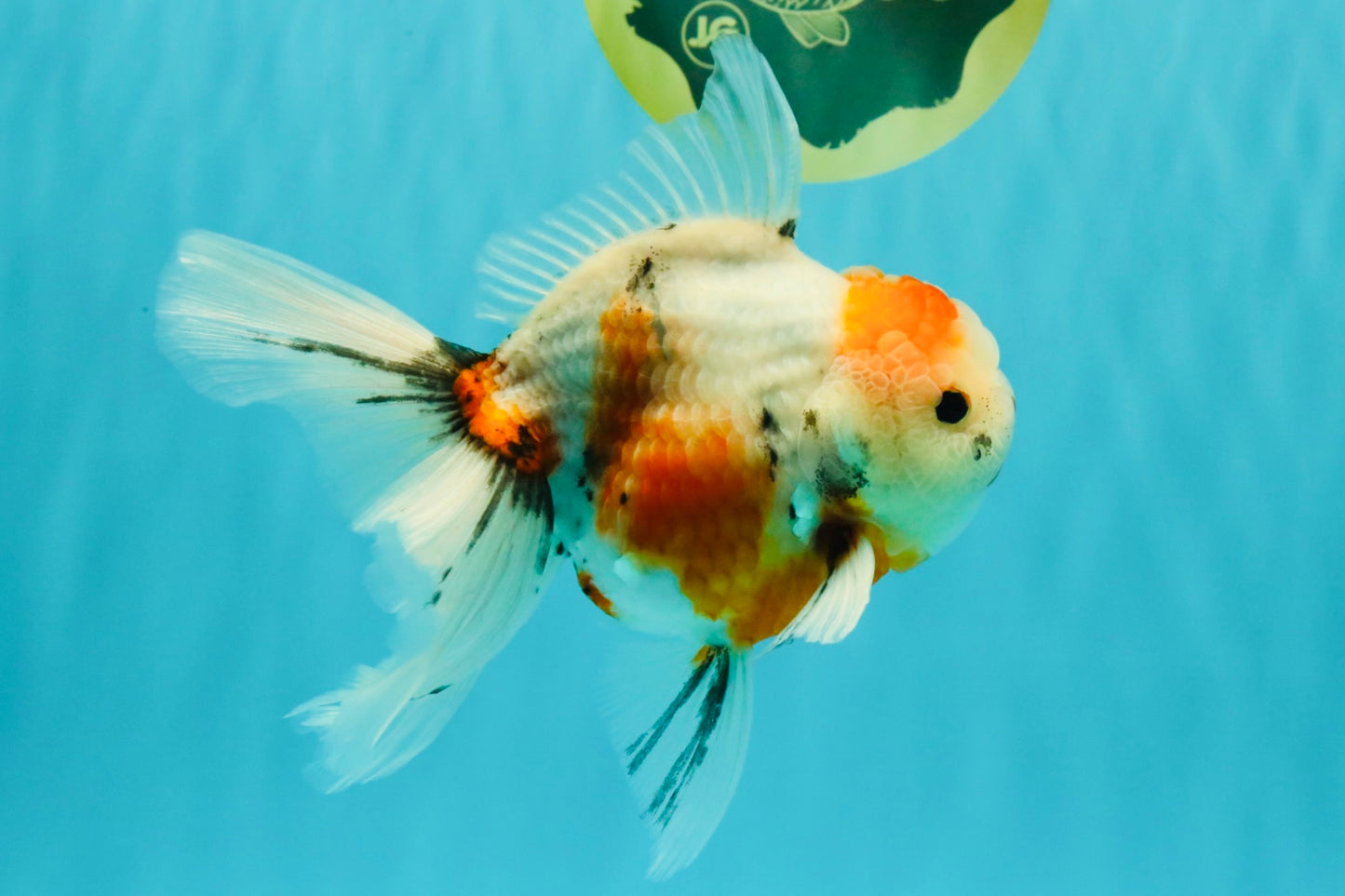 Sanke Oranda Male 5.5 inches #082826OR_04