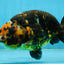 CHUBBY A Grade Calico Chinese Ranchu Female 5 inches #121225RC_06
