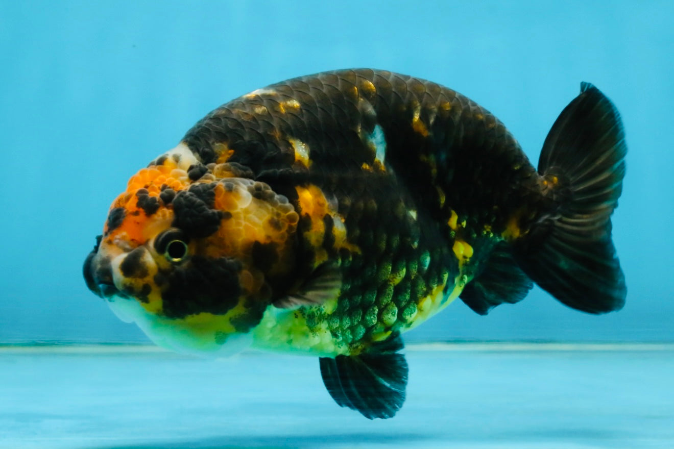 CHUBBY A Grade Calico Chinese Ranchu Female 5 inches #121225RC_06