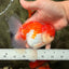 AAA Grade Peach Red White Oranda Male 5 inches #062626OR_30