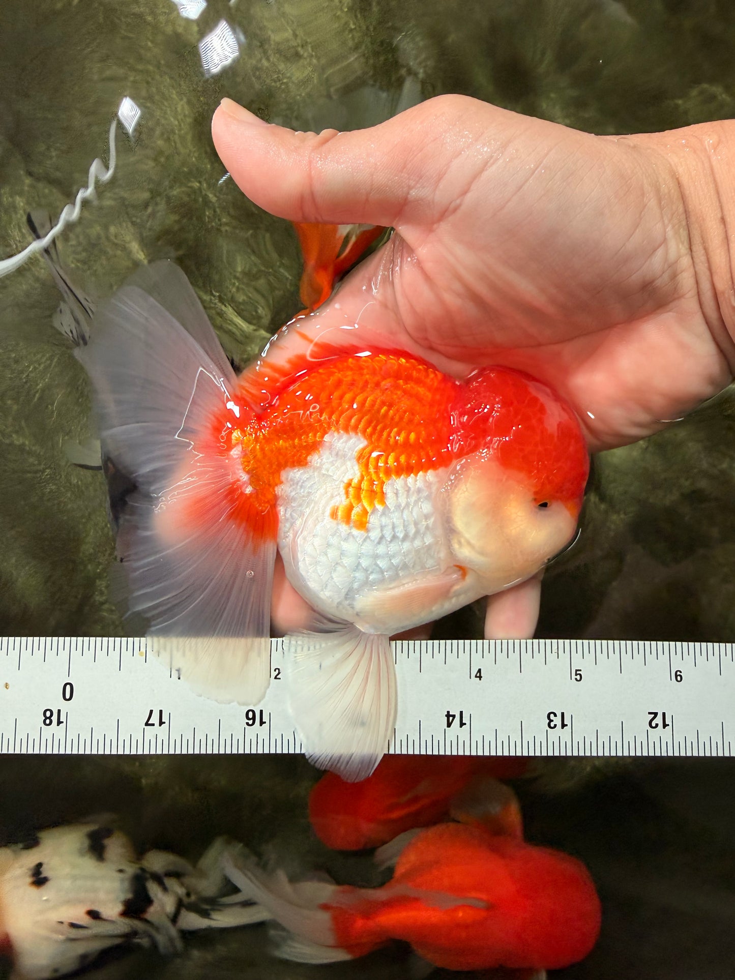 AAA Grade Peach Red White Oranda Male 5 inches #062626OR_30