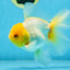 Lemonhead Oranda Male 5 inches #090525OR_17