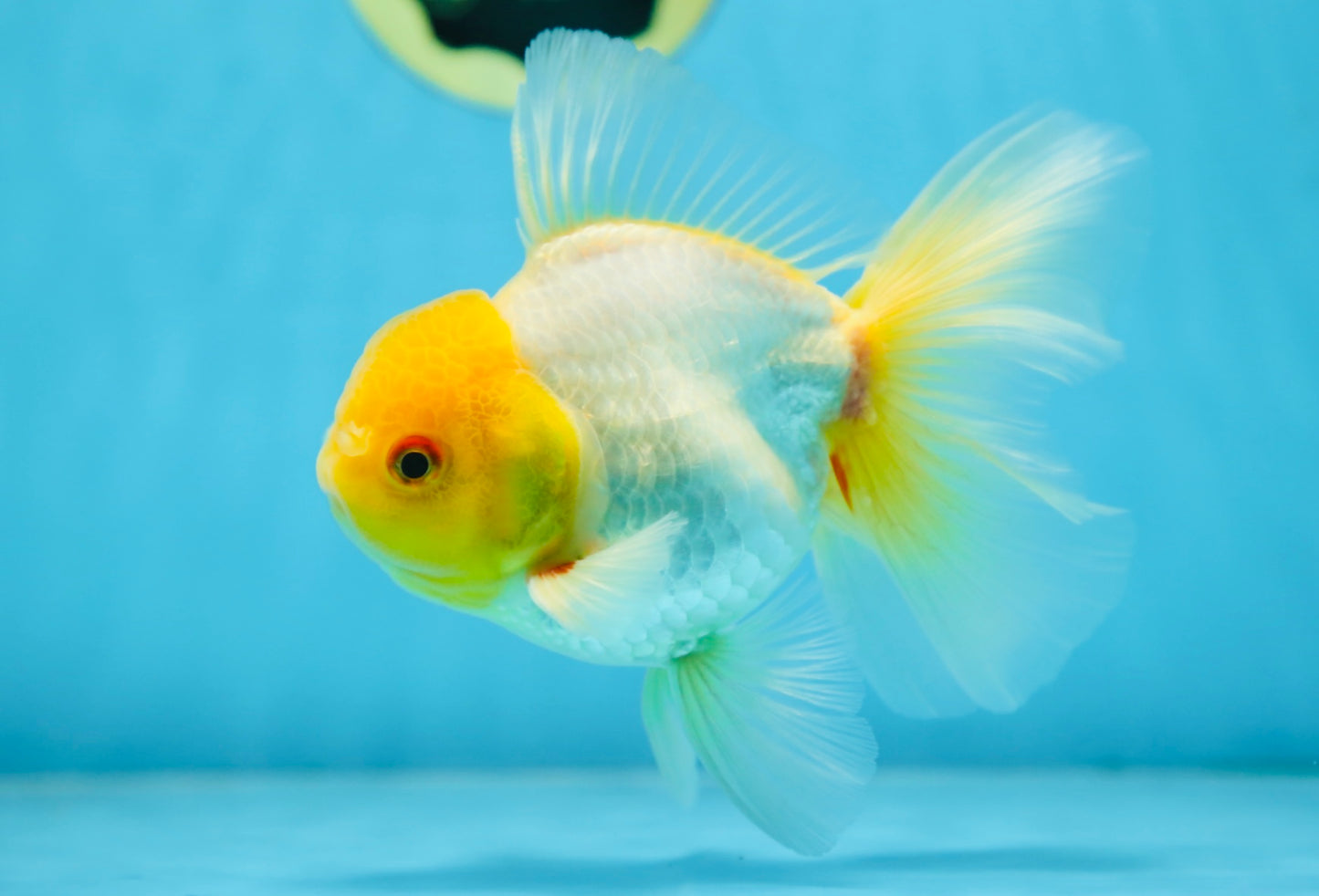 Lemonhead Oranda Male 5 inches #090525OR_17