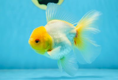 Lemonhead Oranda Male 5 inches #090525OR_17