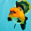 CHARLIE AAA Grade Apache Oranda Female 6 inches #071026OR_23