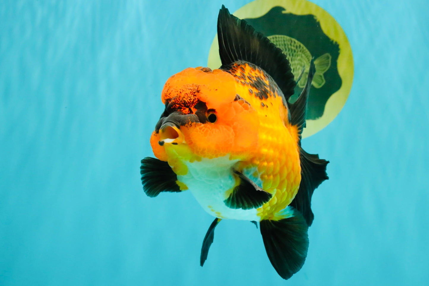 CHARLIE AAA Grade Apache Oranda Female 6 inches #071026OR_23