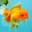 AAA Grade Red Oranda Female 6.5 inches #071026OR_24