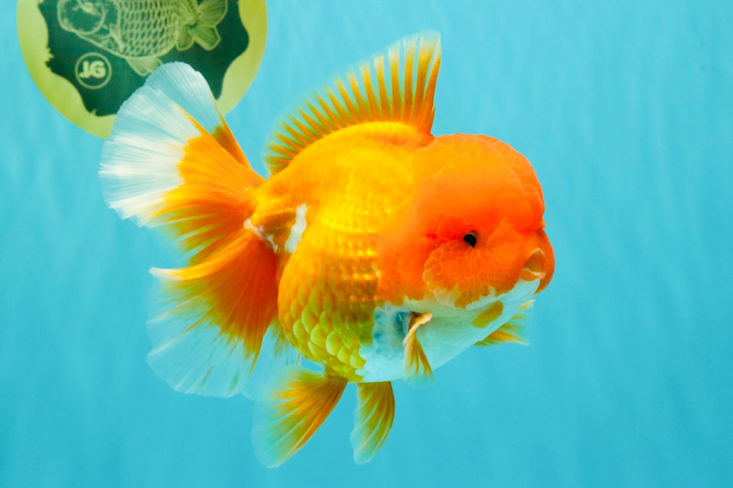 AAA Grade Red Oranda Female 6.5 inches #071026OR_24
